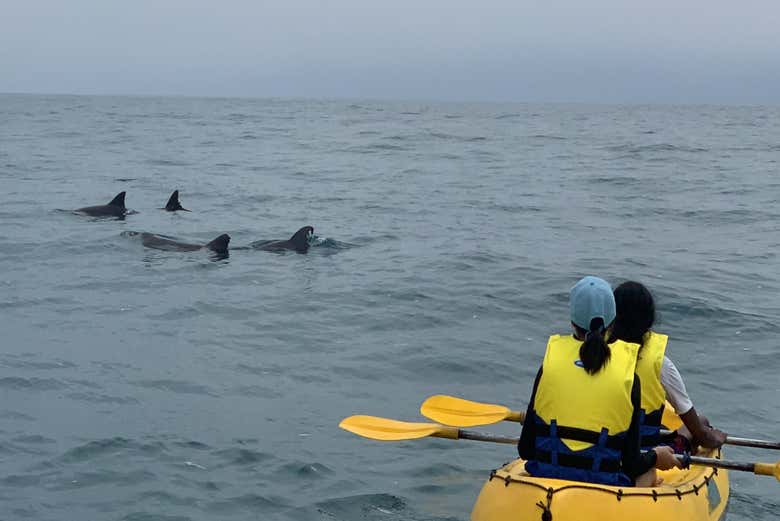 Remando vicino ai delfini