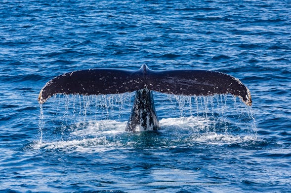 Avistamiento de ballenas en Perth