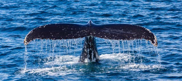 Avvistamento di balene a Perth