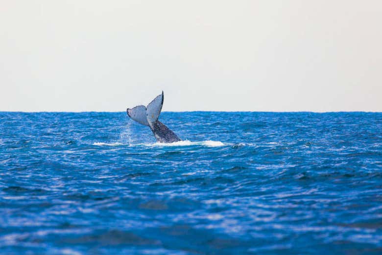 Una de las ballenas