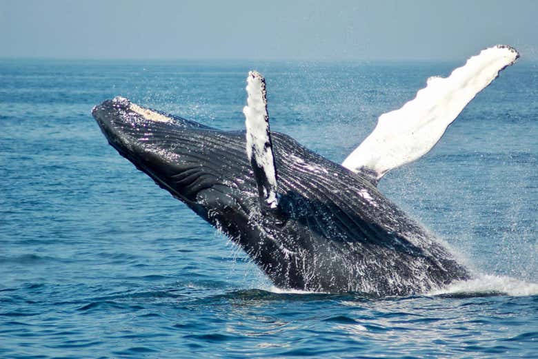 Avistamiento de ballenas