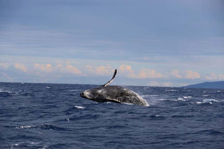 Ballena