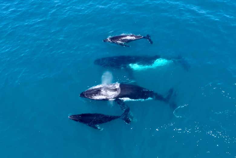 Ballenas en el oeste de Australia
