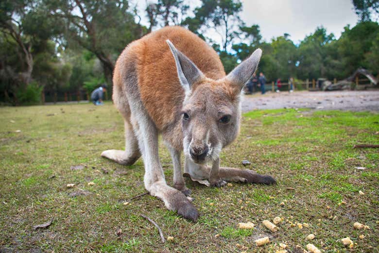 Canguru em Caversham Park