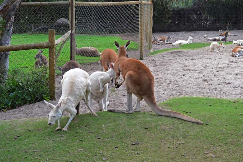 Caversham Wildlife Park