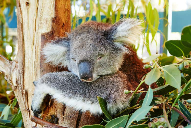 Un koala tomado en primer plano