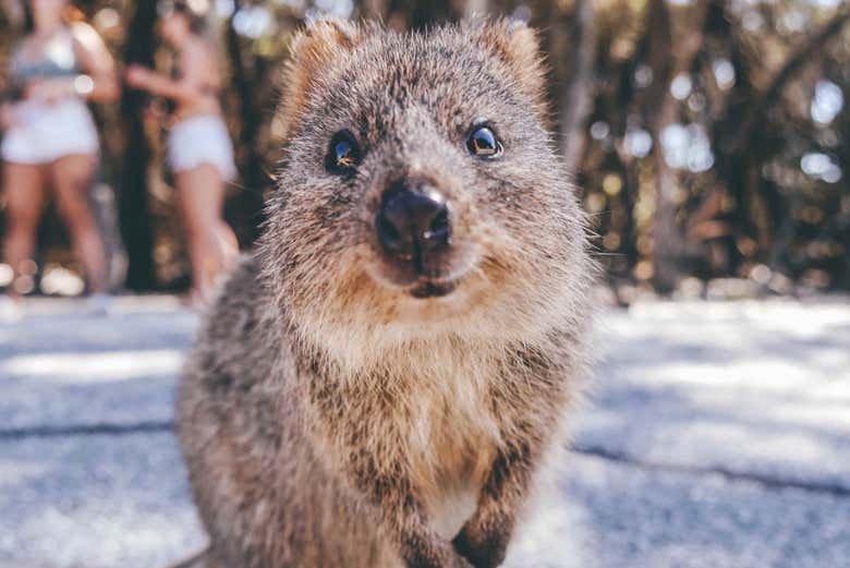 ¡Bienvenido a la isla de Rottnest!