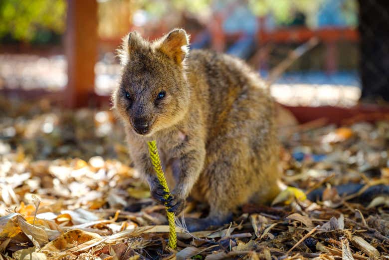 Un simpático quokka