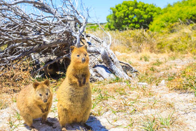 Quokka, o animal mais feliz do mundo