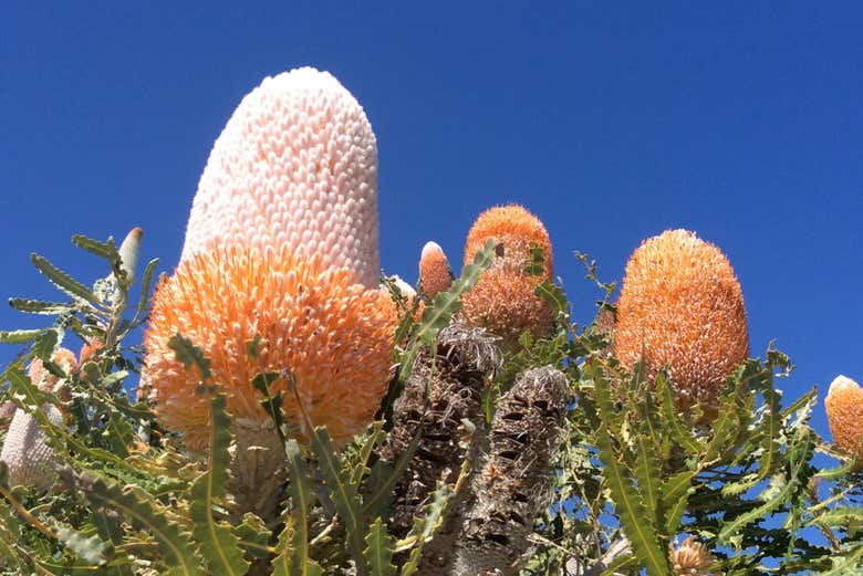 Observez la flore sauvage pleine floraison