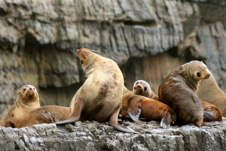 Colonie d'otaries de l'île de Tasman