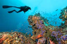 Plongée dans la Grande Barrière de Corail