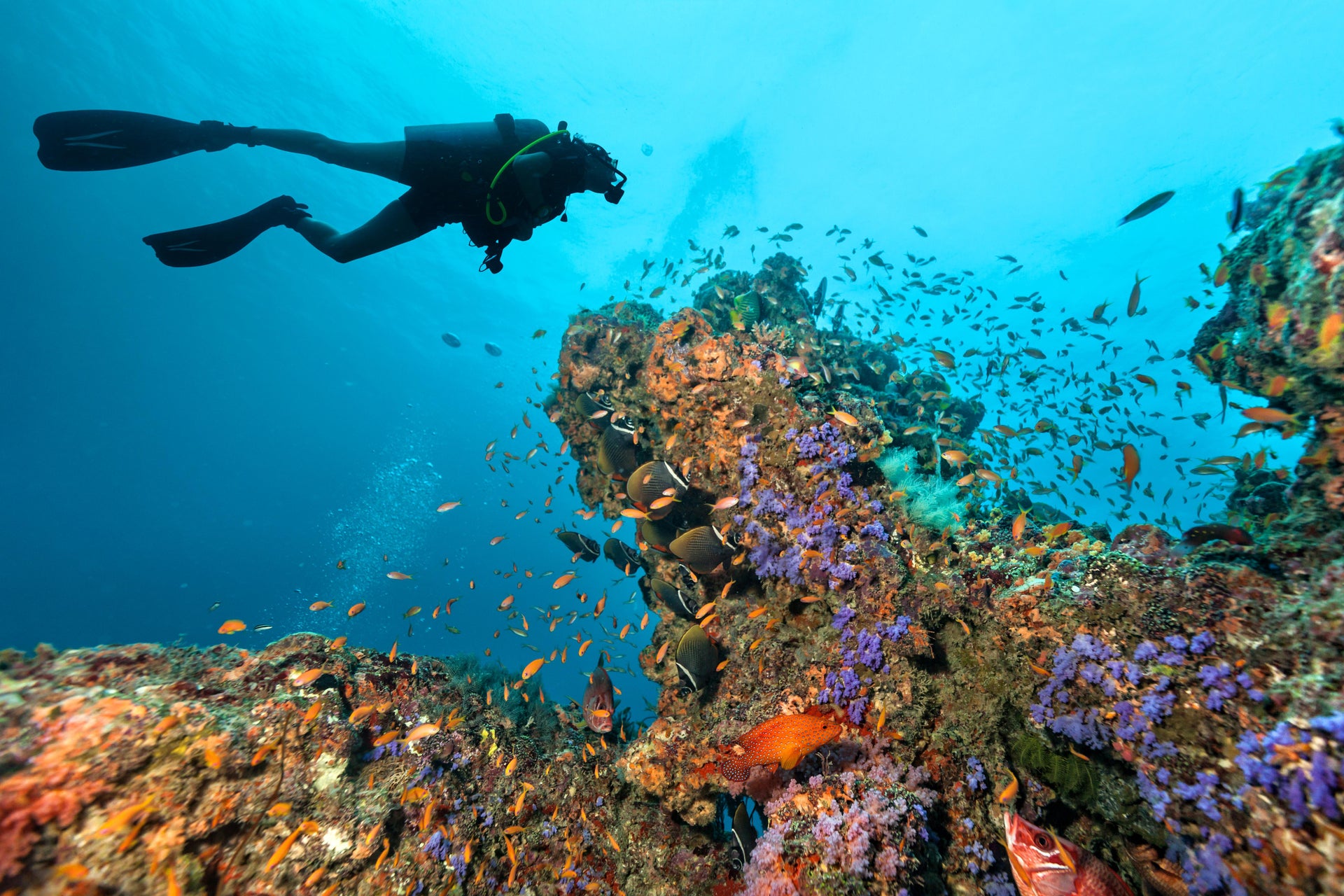 Plongée dans la Grande Barrière de Corail