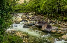 Excursión a Daintree y Cooya Beach