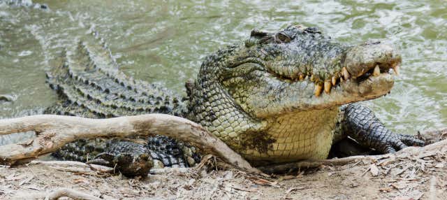 Excursión a Hartley's Crocodile Adventures