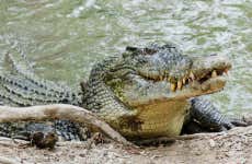 Excursão ao Hartley's Crocodile Adventures