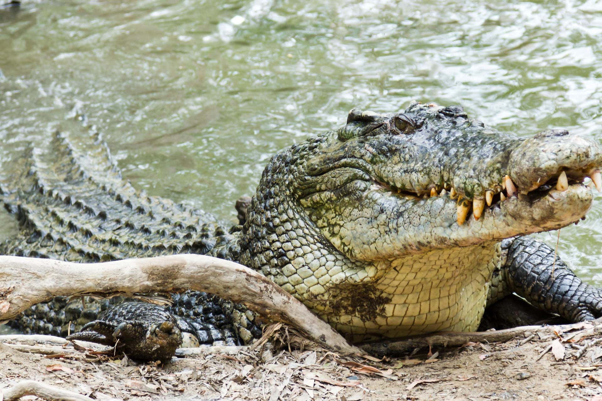 Excursion au parc Hartley's Crocodile Adventures