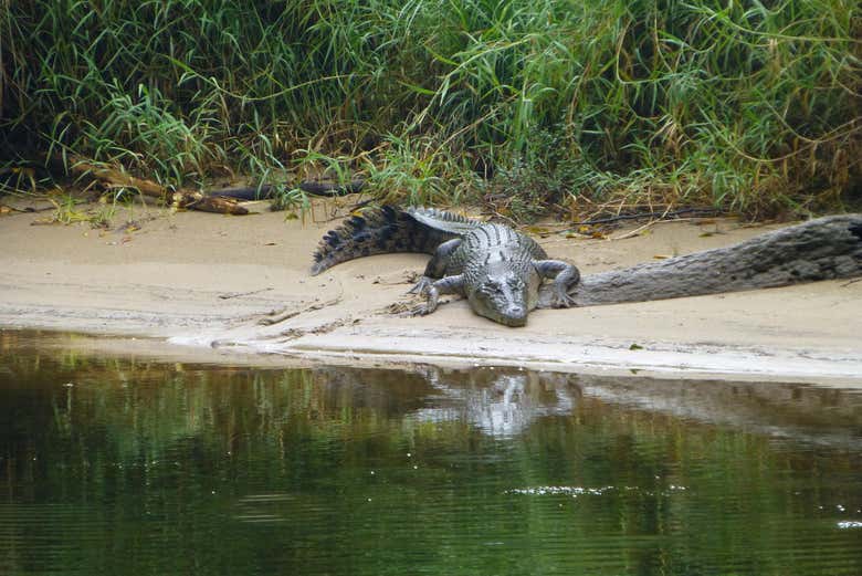 Crocodilo no rio Daintree