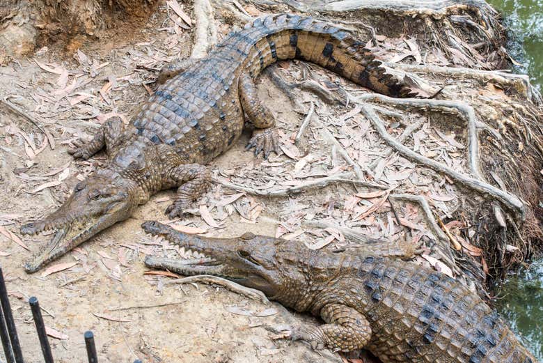 Crocodilos no Hartley's Crocodile Adventures