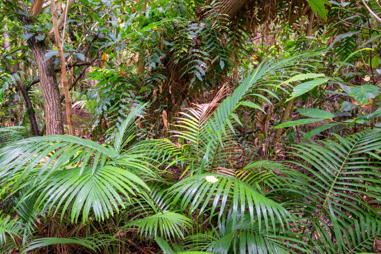 Découvrez la nature du nord de l'Australie