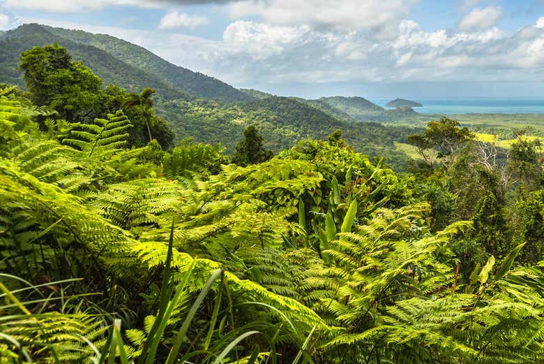 Parque Nacional Daintree