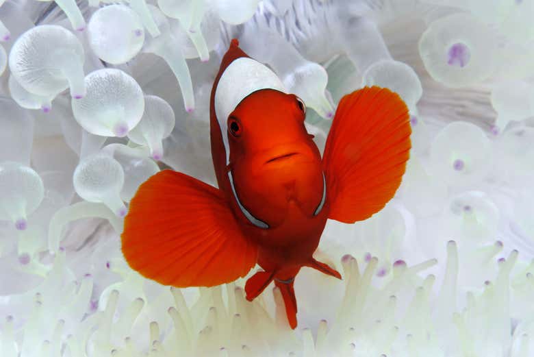 Encontramos o Nemo!
