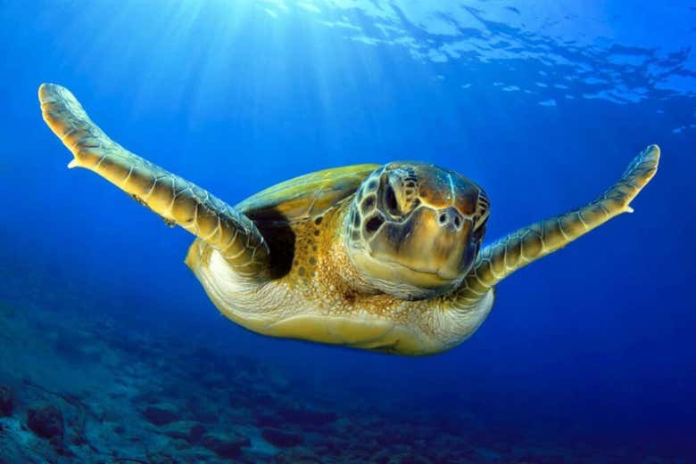 Tartaruga-marinha