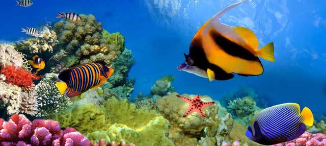 Snorkel en la Gran Barrera de Coral