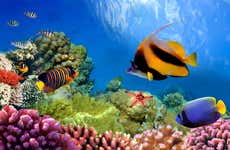 Snorkel en la Gran Barrera de Coral