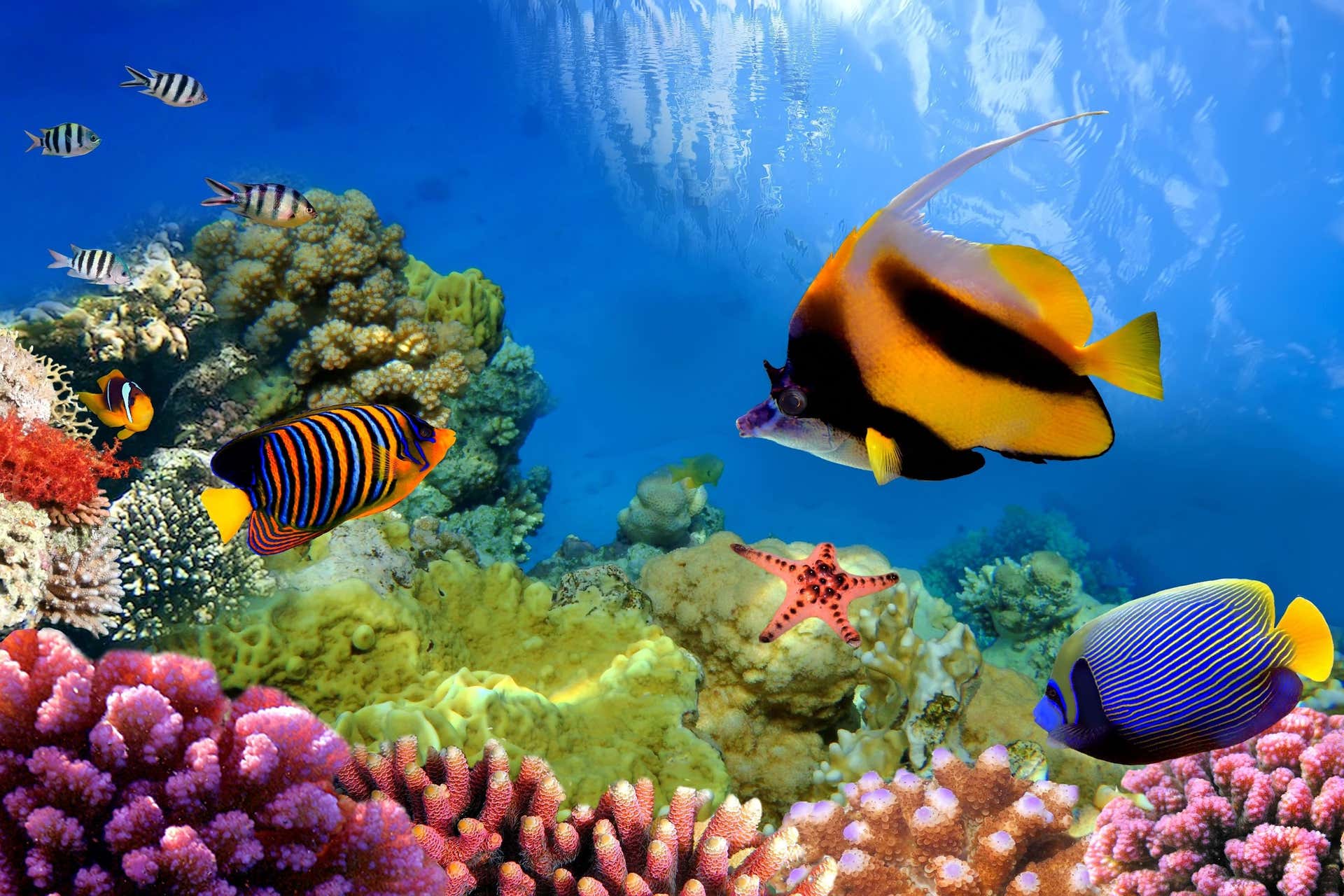 Snorkeling dans la Grande Barrière de Corail