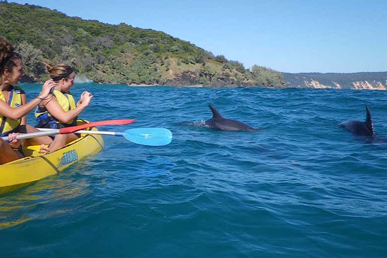 Avistando os golfinhos