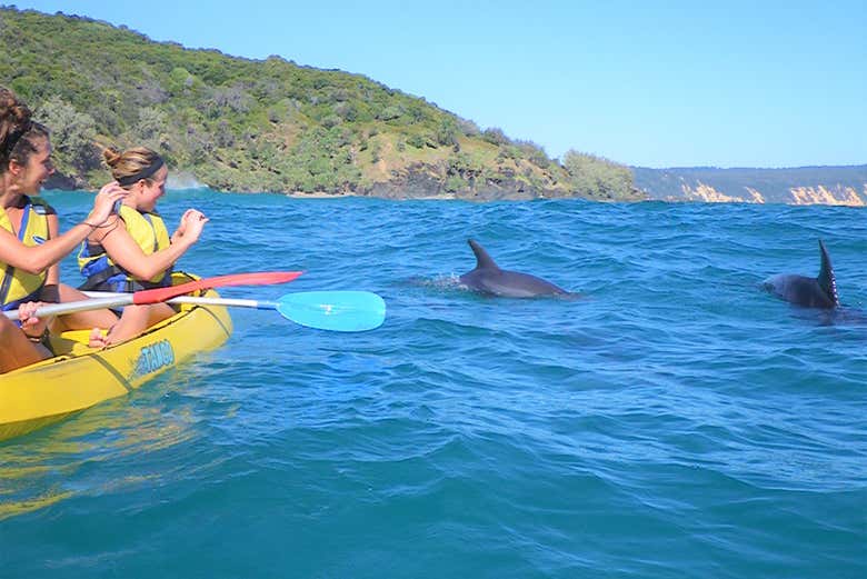 Experience the thrill of paddling beside playful wild dolphins!