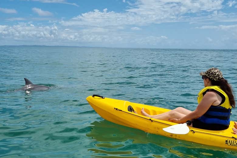 Share a peaceful paddle with a pod of dolphins on the open ocean