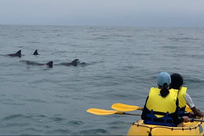 Get up close to curious dolphins on our unforgettable kayaking a