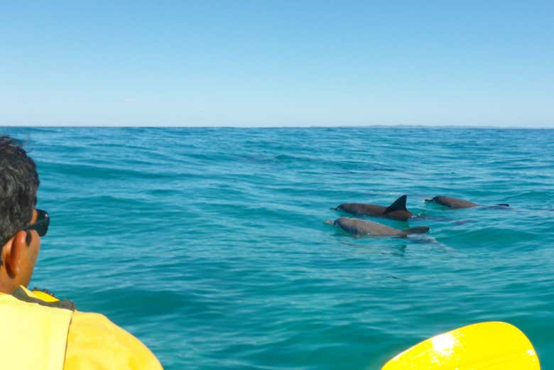 Capture magical moments as dolphins cruise alongside your kayak