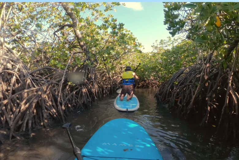 Adventure awaits—paddle through stunning mangrove tunnels and ex