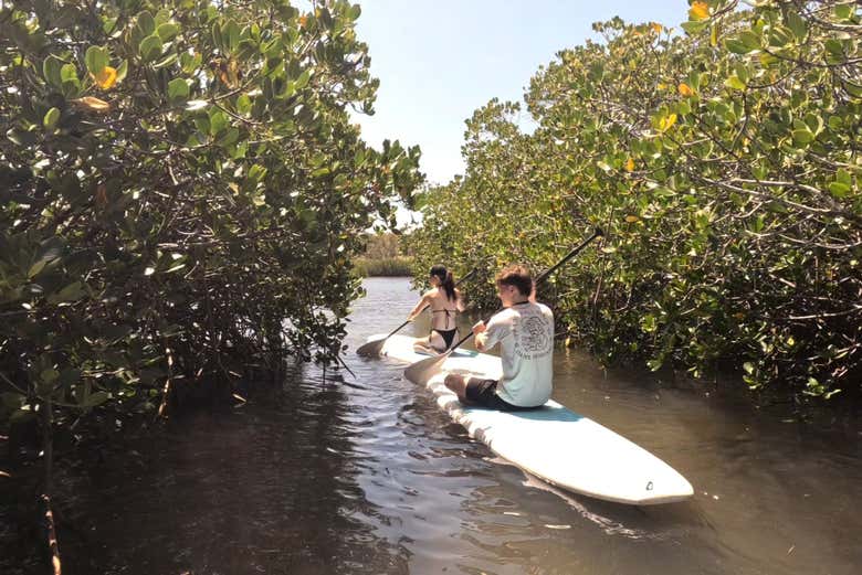Discover hidden mangrove trails and experience peaceful nature p