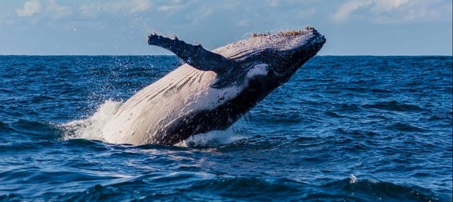 Avistamiento de ballenas en Sídney