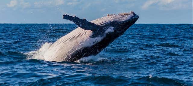Avistamento de baleias em Sydney
