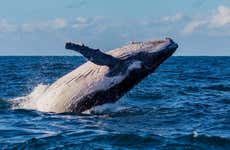 Avistamiento de ballenas en Sídney