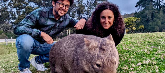 Avistamiento de canguros y wombats en las Southern Highlands + Fitzroy Falls