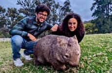 Southern Highlands Kangaroo & Wombat Tour