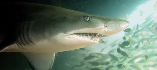 Buceo con tiburones en Bushrangers Bay