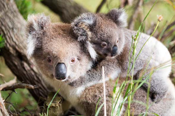 Ingresso do WILD LIFE Sydney