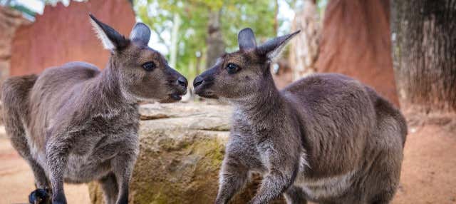Ingresso do WILD LIFE Sydney