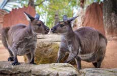 Biglietti per il WILD LIFE Sydney