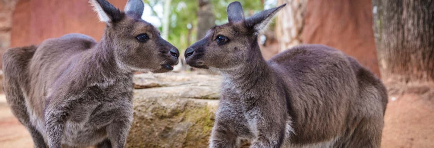 Zoológicos e aquários em Sydney