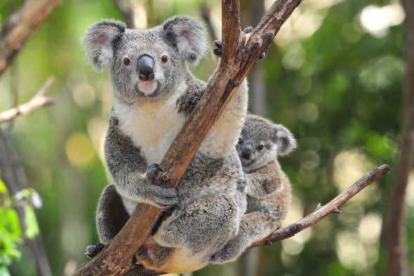 Taronga Zoo Entrance Ticket