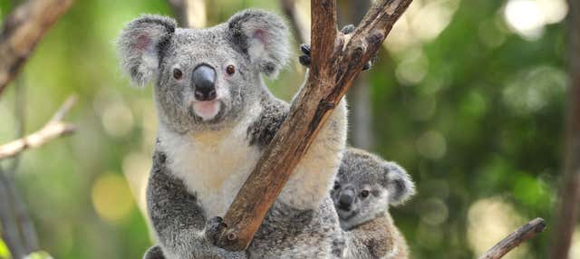 Ingresso do Taronga Zoo