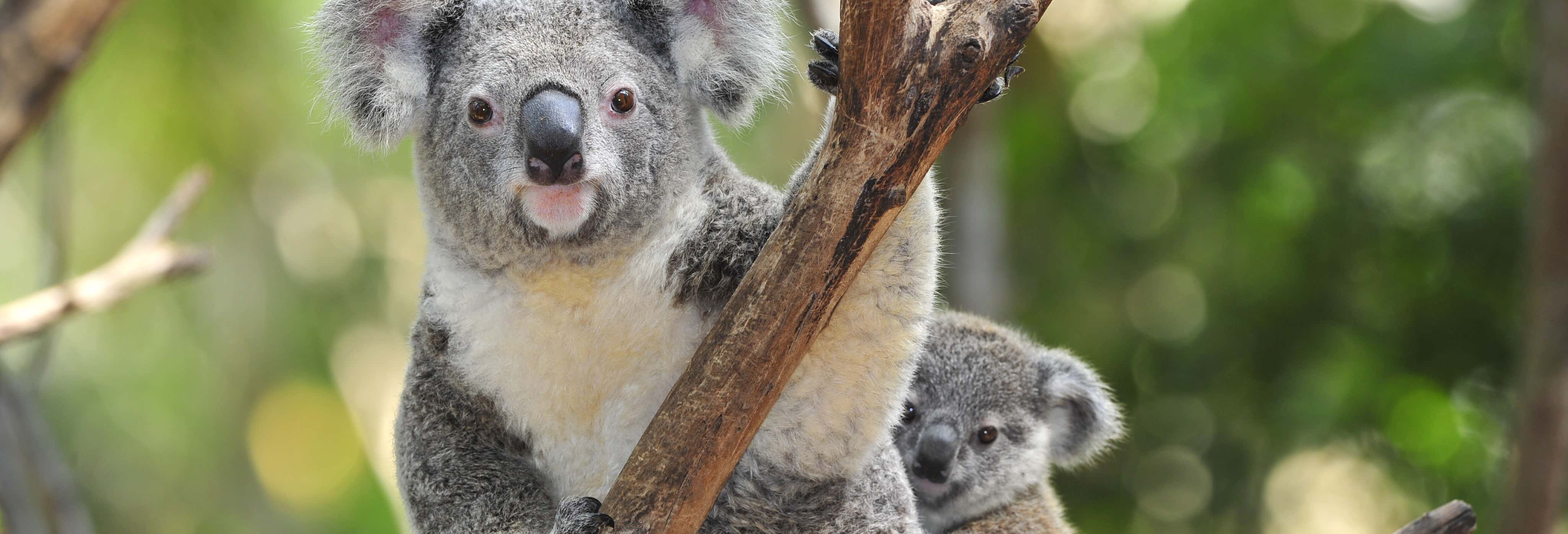 Zoológicos y acuarios en Sídney